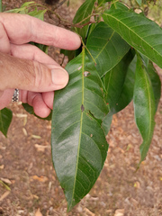 Guioa acutifolia