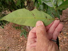 Guioa acutifolia