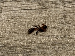 Pseudomyrmex