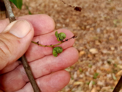 Guioa acutifolia