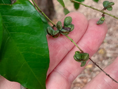 Guioa acutifolia