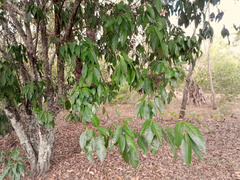 Guioa acutifolia
