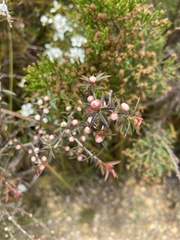 Leptospermum continentale