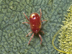 Acariformes