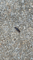 Euborellia annulipes