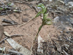 Pterostylis planulata