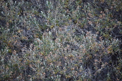 Buddleja coriacea