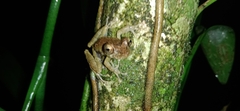 Scinax littoralis