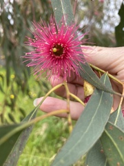Eucalyptus leucoxylon megalocarpa