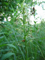 Platanthera lacera