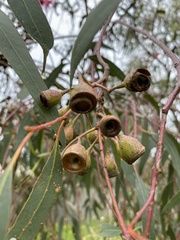 Eucalyptus leucoxylon megalocarpa