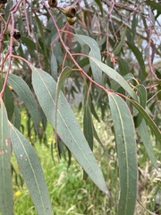 Eucalyptus leucoxylon megalocarpa