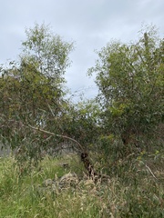 Eucalyptus leucoxylon megalocarpa