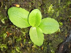 Pterostylis humilis