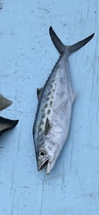 Scomberomorus maculatus