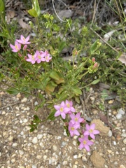 Centaurium tenuiflorum