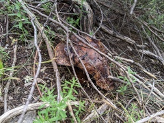 Phlebopus marginatus