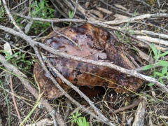 Phlebopus marginatus