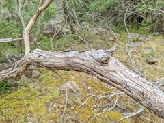 Eucalyptus goniocalyx