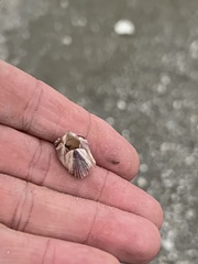 Amphibalanus reticulatus