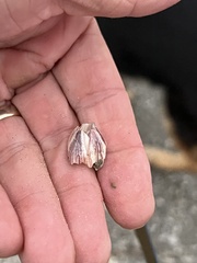 Amphibalanus reticulatus