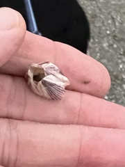 Amphibalanus reticulatus