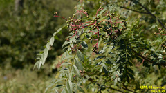 Zanthoxylum schinifolium
