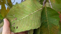 Curatella americana