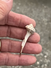 Sinistrofulgur pulleyi