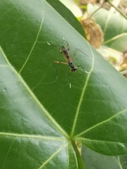 Rainieria