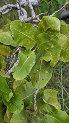Curatella americana