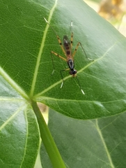 Rainieria