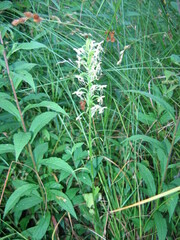Platanthera lacera