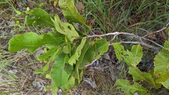 Curatella americana