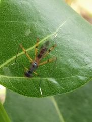 Rainieria