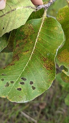 Curatella americana