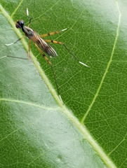 Rainieria