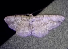 Anavitrinella pampinaria