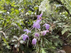 Spathoglottis pacifica