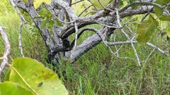 Curatella americana