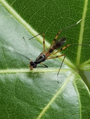 Rainieria