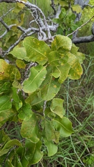 Curatella americana