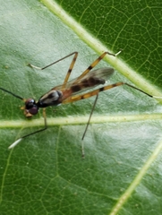 Rainieria
