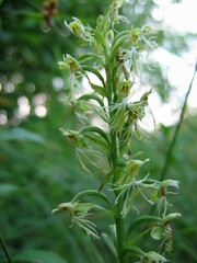 Platanthera lacera