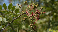 Zanthoxylum schinifolium