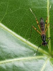 Rainieria