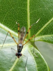 Rainieria