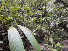 Spathoglottis pacifica