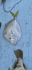 Selene setapinnis