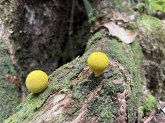 Fungi